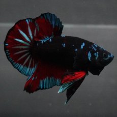 画像2: GHMPK　ブラックスター (2)