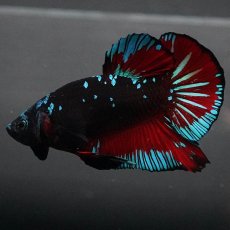 画像5: GHMPK　ブラックスター (5)