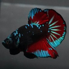 画像3: GHMPK　ブラックスター (3)