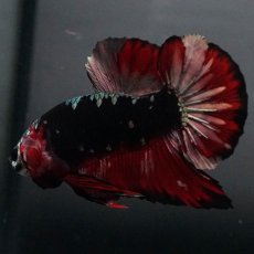 画像11: GHMPK　ブラックカッパースター (11)