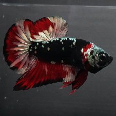 画像2: GHMPK　ブラックカッパースター (2)