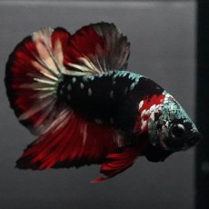 画像12: GHMPK　ブラックカッパースター (12)