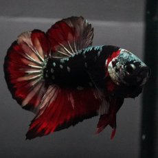 画像10: GHMPK　ブラックカッパースター (10)