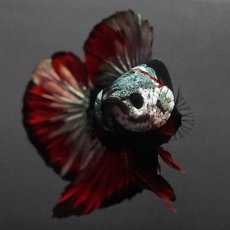 画像3: GHMPK　ブラックカッパースター (3)