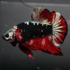 画像7: GHMPK　ブラックカッパースター (7)