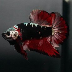 画像1: GHMPK　ブラックカッパースター (1)