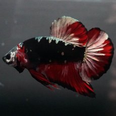 画像9: GHMPK　ブラックカッパースター (9)