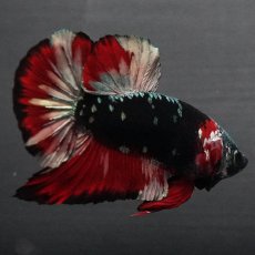 画像8: GHMPK　ブラックカッパースター (8)