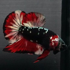 画像6: GHMPK　ブラックカッパースター (6)