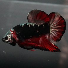 画像5: GHMPK　ブラックカッパースター (5)