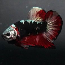 画像4: GHMPK　ブラックカッパースター (4)