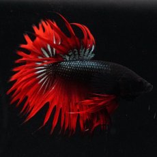 画像5: KCT　レッドカッパー (5)