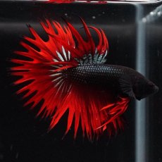 画像3: KCT　レッドカッパー (3)