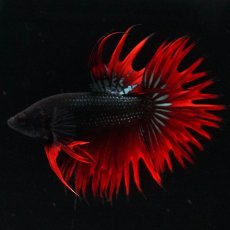 画像6: KCT　レッドカッパー (6)