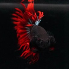 画像9: KCT　レッドカッパー (9)