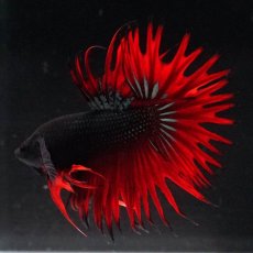 画像4: KCT　レッドカッパー (4)