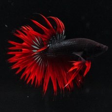 画像1: KCT　レッドカッパー (1)