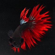 画像8: KCT　レッドカッパー (8)