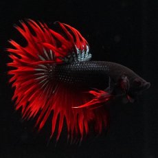 画像7: KCT　レッドカッパー (7)