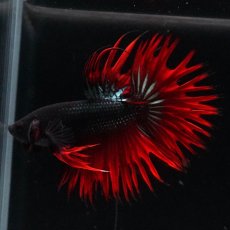 画像2: KCT　レッドカッパー (2)