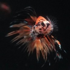 画像3: CT　イエロータイガー (3)