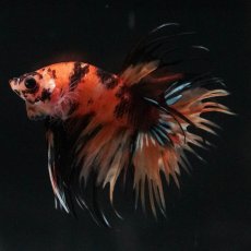 画像9: CT　イエロータイガー (9)