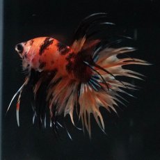 画像11: CT　イエロータイガー (11)