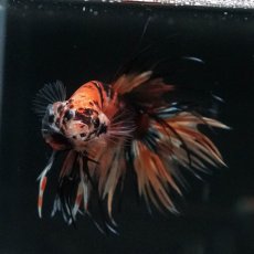 画像10: CT　イエロータイガー (10)