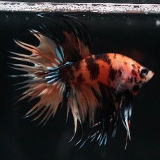 画像8: CT　イエロータイガー (8)