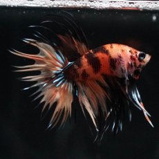 画像4: CT　イエロータイガー (4)