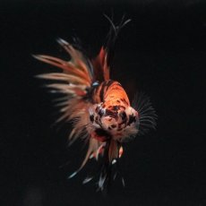 画像7: CT　イエロータイガー (7)