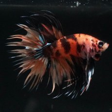 画像2: CT　イエロータイガー (2)