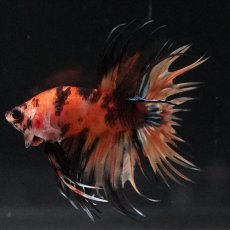 画像5: CT　イエロータイガー (5)