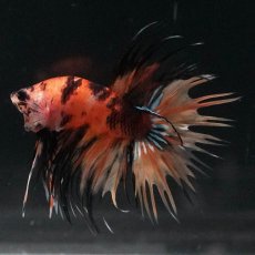 画像1: CT　イエロータイガー (1)