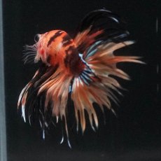 画像6: CT　イエロータイガー (6)