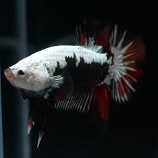 画像11: HMPK　ブラックレッドサムライ　変わり柄 (11)