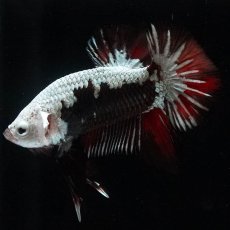 画像1: HMPK　ブラックレッドサムライ　変わり柄 (1)