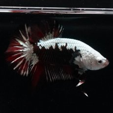 画像5: HMPK　ブラックレッドサムライ　変わり柄 (5)