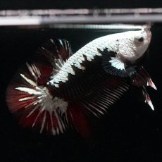 画像8: HMPK　ブラックレッドサムライ　変わり柄 (8)