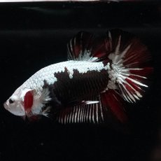 画像10: HMPK　ブラックレッドサムライ　変わり柄 (10)