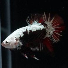 画像9: HMPK　ブラックレッドサムライ　変わり柄 (9)