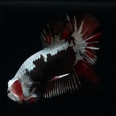 画像7: HMPK　ブラックレッドサムライ　変わり柄 (7)