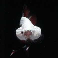 画像6: HMPK　ブラックレッドサムライ　変わり柄 (6)