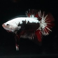 画像4: HMPK　ブラックレッドサムライ　変わり柄 (4)