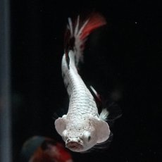 画像3: HMPK　ブラックレッドサムライ　変わり柄 (3)