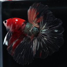 画像8: HM　鯉カッパー (8)