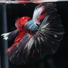 画像4: HM　鯉カッパー (4)