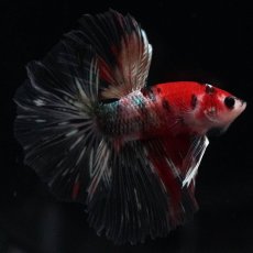 画像11: HM　鯉カッパー (11)