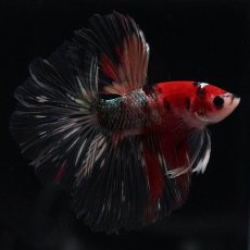 画像1: HM　鯉カッパー (1)