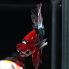 画像3: HM　鯉カッパー (3)